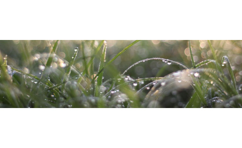 Excès d’eau hivernal : comment sécuriser vos céréales et vos prairies au printemps ?